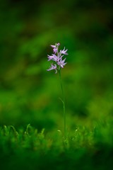 Neottianthe Cucullata, Hoodshaped Orchid, pink flower in nature forest habitat. Flowering European terrestrial wild orchid in nature habitat Bloom in the dark wood. Augustów, Poland