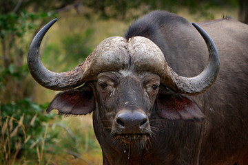 Detail of bull horny head in savannah, Kruger National Park, South Africa. Wildlife scene from African nature. Brown fur of big buffalo. Horn on the big bull head. Close-up portrait. - obrazy, fototapety, plakaty