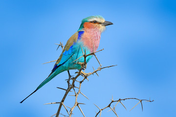 Beautiful African bird, close-up portrait. Detail portrait of beautiful bird. Lilac-breasted roller, Coracias caudatus, head with blue sky. Pink and blue animal from nature on spiny thorny branch.
