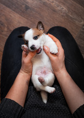 Jack Russell Terrier puppy lying on her back in the girl’s arms and biting her finger