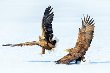 Winter scene with two birds of prey. Flying White-tailed eagle, Haliaeetus albicilla, Hokkaido, Japan. Action wildlife scene with ice. Two eagles fighting about fish.