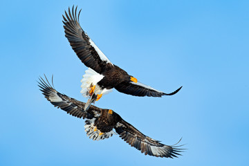 Eagles fight on the blue sky. Wildlife action behavior scene from nature. Beautiful Steller's sea eagles, Haliaeetus pelagicus, flying birds of prey in winter, Hokkaido, Japan. Bird with fish catch.