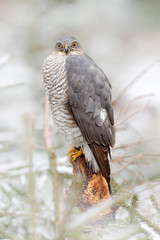 Eurasian sparrowhawk, Accipiter nisus, sitting on the snow in the forest with caught little songbird. Wildlife animal scene from nature. Bird in the winter forest habitat.