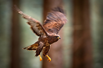 Autumn wildlife, bird of prey Common Buzzard, Buteo buteo, flight on coniferous spruce tree branch....