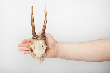 Male hand holds a animal skull