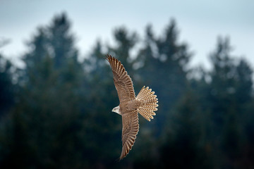 Gyrfalcon, Falco rusticolus, bird of prey fly. Flying rare bird with white head. Forest in cold...