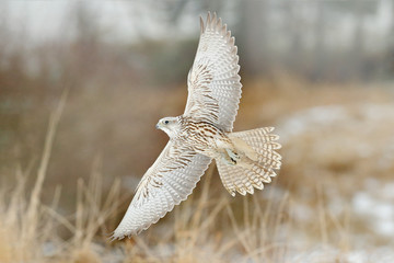 Gyrfalcon, Falco rusticolus, bird of prey fly. Flying rare bird with white head. Forest in cold...