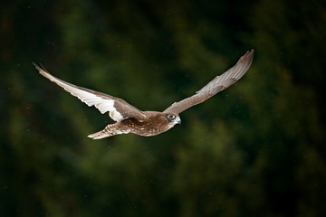 Gyrfalcon, Falco rusticolus, bird of prey fly. Flying rare bird with white head. Forest in cold winter, animal in nature habitat, Russia. Wildlife scene form nature. Falcon above the trees.