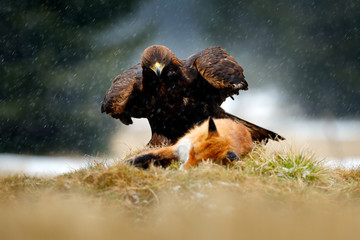 Golden Eagle feeding on kill Red Fox in the forest during rain and snowfall. Bird behaviour in the nature. Behaviour scene with brown bird of prey, eagle with catch, Poland, Europe.