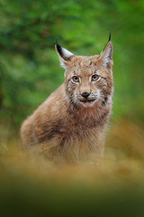 Naklejka premium Eurasian lynx walking. Wild cat from Germany. Bobcat among the trees. Hunting carnivore in autumn grass. Lynx in green forest. Wildlife scene from nature, Czech, Europe.