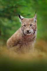 Fotobehang Euraziatische lynx wandelen. Wilde kat uit Duitsland. Bobcat tussen de bomen. Jagen op carnivoor in herfstgras. Lynx in groen bos. Wildlife scene uit de natuur, Tsjechisch, Europa. © ondrejprosicky