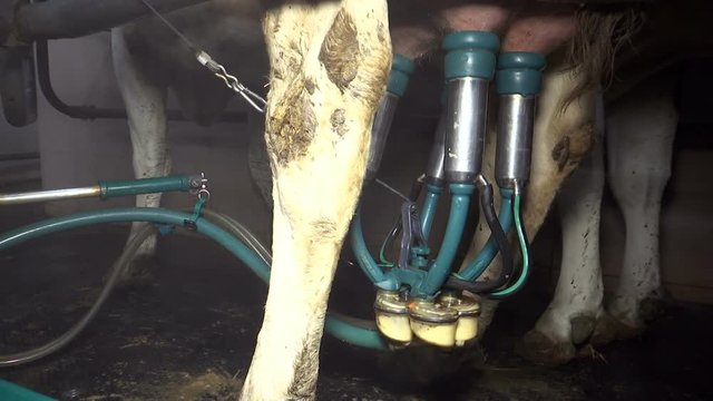 Cows Milk In Dairy Farm / Apparatus for milking cows on a modern dairy  farm