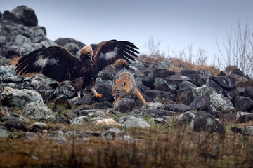 Fight between two animals, golden eagle vs. golden jackal. Bird behaviour in the habitat, rocky...