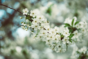 Cherry flowers frame