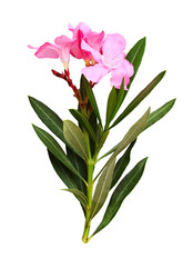 Pink oleander flowers and leaves