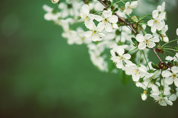 Cherry flowers frame