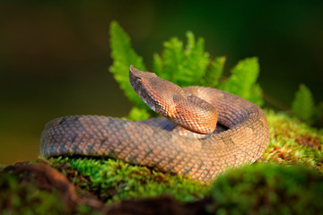 Porthidium nasutum, Rainforest Hognosed Pitviper, brown danger poison snake in the forest vegetation. Forest reptile in habitat, on the ground in leaves, Costa Rica. Widllife in Central America.