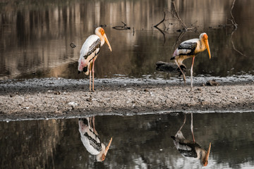 Marabus an Wasserstelle