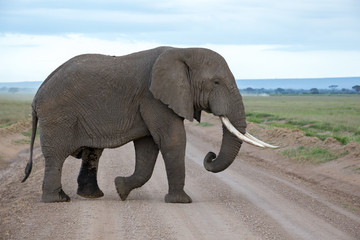 Fototapeta na wymiar An elephant in the savannh of a national park