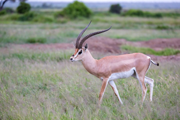 Antelope is standing between the plants in the savannah