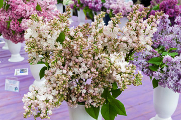 Beautiful bouquet of lilac