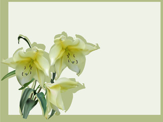golden lily with three blooms isolated on light background