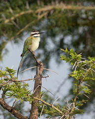 Male White-throated bee-eater perching on a twig. The twigs in the foreground and in the background are riddled with thorns.
