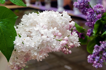 Beautiful bouquet of lilac