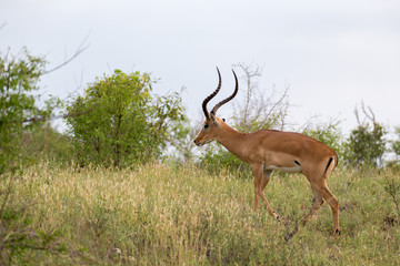Antelope is standing between the plants in the savannah