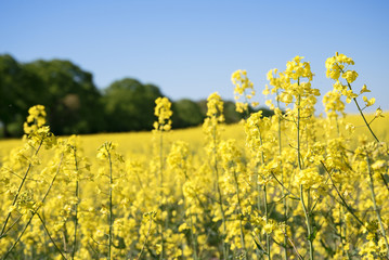 Rapeseed or oilseed rape, yellow blooming  plants in a field in front of a forest against a clear...