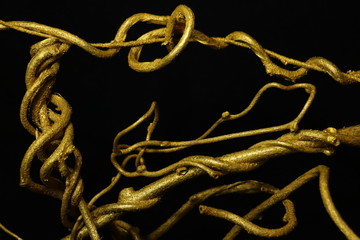 Obraz premium 金色の蔦 golden ivy 1