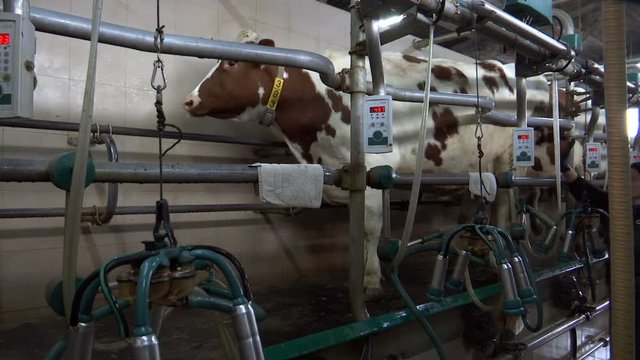 Dairy Farm /Milking cows on dairy farm