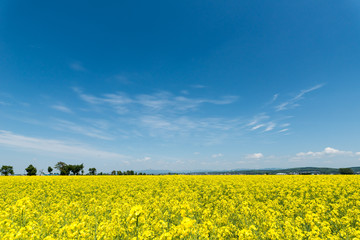 Obraz premium 菜の花畑