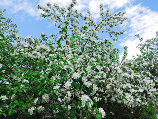 Blooming Apple tree in the spring garden. Beautiful apple blossom.Close up of tree blossom in april.Spring blossom background. Beautiful nature scene with blooming tree. Easter Sunny day.Top view.