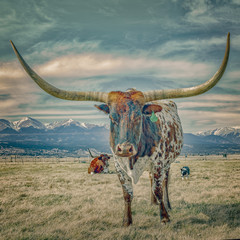 Texas Longhorn - obrazy, fototapety, plakaty
