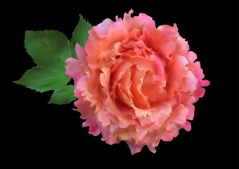 single light cream large rose flower on black