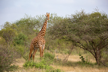 Fototapeta premium One giraffe is standing between the bush in the savannah