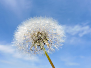 Close up of Dandelion flowers, copy space. Dandelion on blue sky background. Yellow cosmos blooming on sunny day with blue sky background. Dandelion with seeds blowing away in the wind. spring flower.