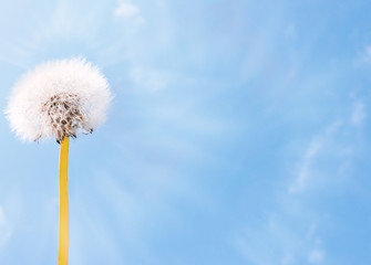 Fototapeta premium Close up of Dandelion flowers, copy space. Dandelion on blue sky background. Yellow cosmos blooming on sunny day with blue sky background. Dandelion with seeds blowing away in the wind. spring flower.