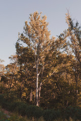 Naklejka premium Tree