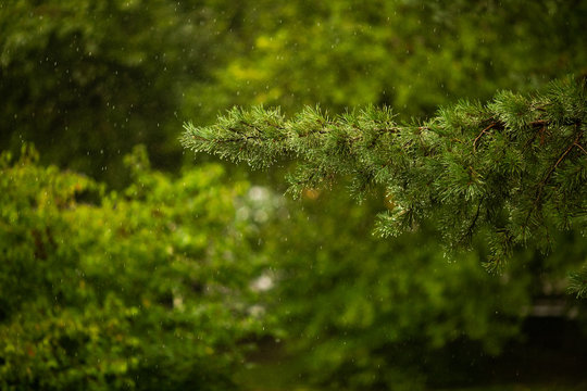 Branch of green pinetree under the summer rain