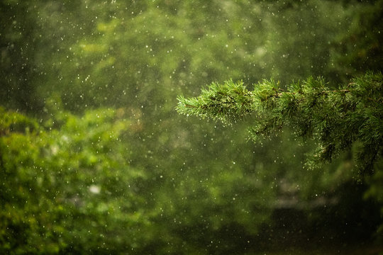Branch of green pinetree under the summer rain