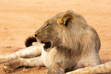 lion stare