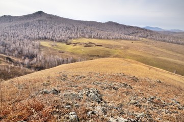 Autumn landscape with gentle hills covered with yellow autumn grass and bare autumn trees in Khakassia, Russia