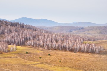Autumn landscape with gentle hills covered with yellow autumn grass and bare autumn trees in Khakassia, Russia