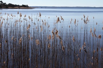 l'étang de Cazaux et Sanguinet sur le littoral atlantique