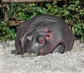 Young hippopotamus. Latin name - Hippopotamus amphibius	