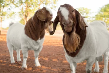 Deurstickers boer goats white and brown © ca