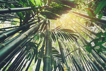 Bamboo trees that look high in the forest and sunlight.