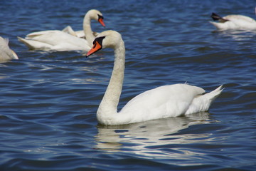 Fototapeta premium foto